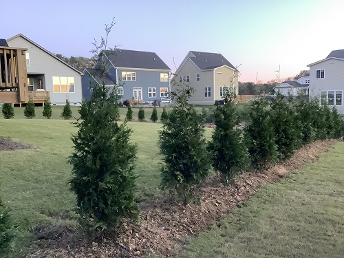 Planting & Natural Privacy Fence
