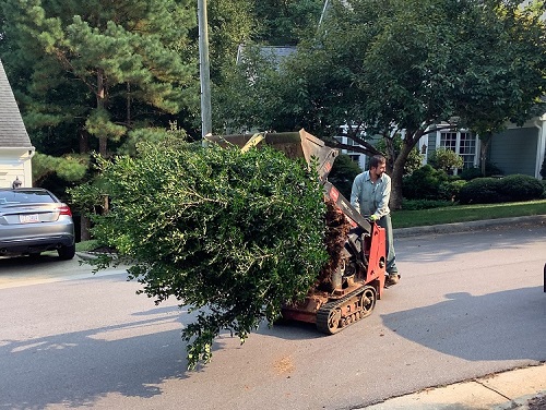 Greenscape Cleanup & Planting